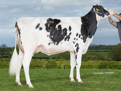 WHINCHAT UNIX JACKLYN 4 ET