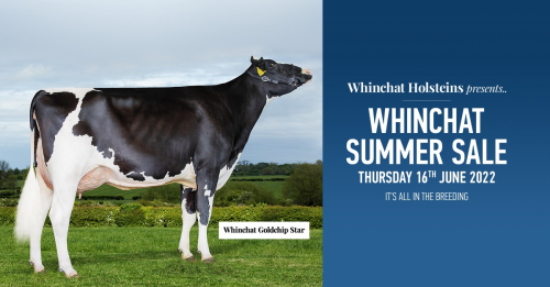 Click Here To Enlarge This Photo Of Whinchat Summer Sale