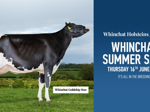 Whinchat Summer Sale