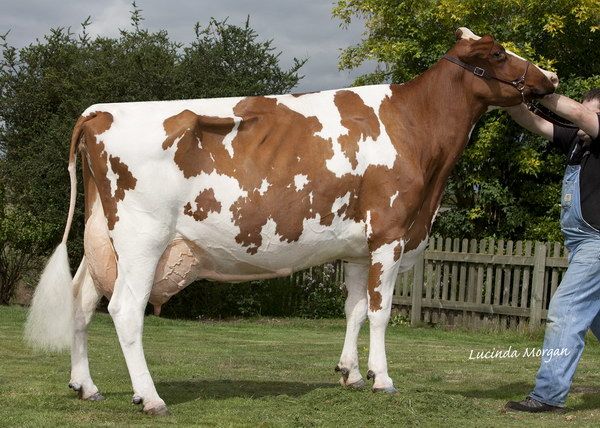 Baileys Lakeside Molli Red ET - EX92(3): Swipe To View More Images