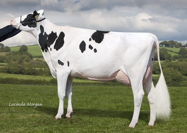 Whinchat SS Molli - EX94(4): Swipe To View More Images