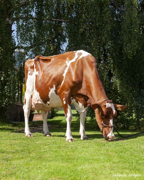 Whinchat Destry Molli Red - EX96(5): Swipe To View More Images