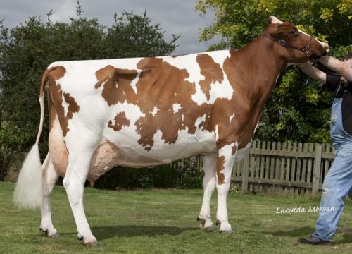 Baileys Lakeside Molli Red ET - EX92(3): Click Here To View Larger Image