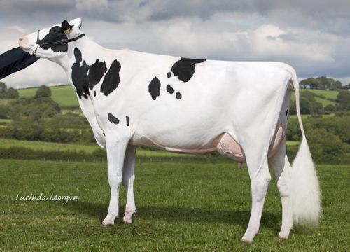 Whinchat SS Molli - EX94(4): Click Here To View Larger Image
