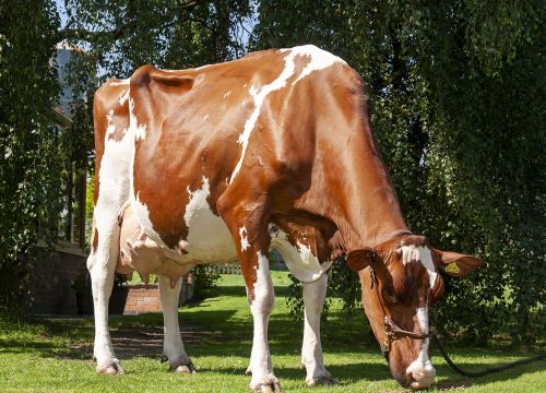 Whinchat Destry Molli Red - EX96(5): Click Here To View Larger Image